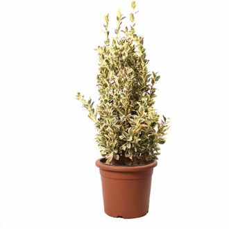 Kentis Kentis - Euonymus Japonicus Bravo - Evonimo - Piante da Esterno da Siepe - h 100-125 cm Vaso &oslash; 30 cm
