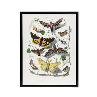 Artery8 Paul Gervais Butterflies Moths Vintage Illustration Framed Canvas Art in White | Size: W24 x H32