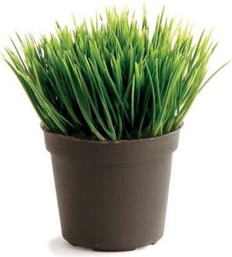 Napa Home & Garden Mini Potted Grass 3.5 in Green at Nordstrom