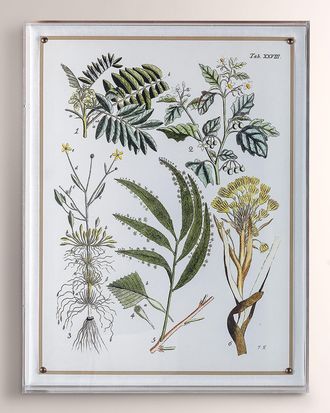 Port 68 Ferns I Giclee