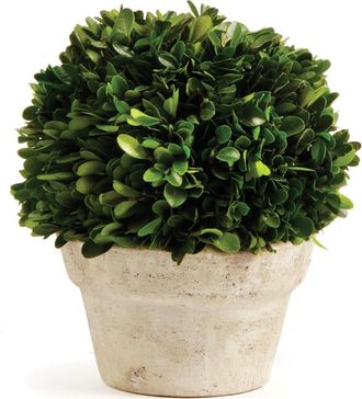 Napa Home & Garden Boxwood Ball In Pot Medium in Beige at Nordstrom