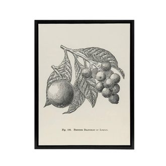 Artery8 Fruit Growers Guide Vintage Loquat Artwork Wright Framed Canvas Art in White | Size: W24 x H32