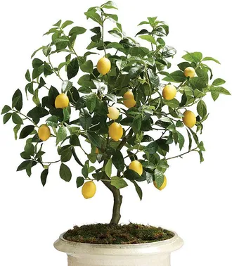 Frontgate Outdoor Lemon Tree - Frontgate