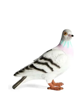 J.W.Anderson J. W. Anderson Pigeon Clutch