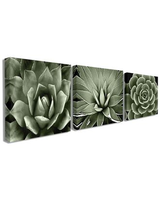 Stupell Industries The Stupell Home Decor Collection Black And White Contrast Succulent Bloom Trio 3Pc Stretched Canvas Art Set