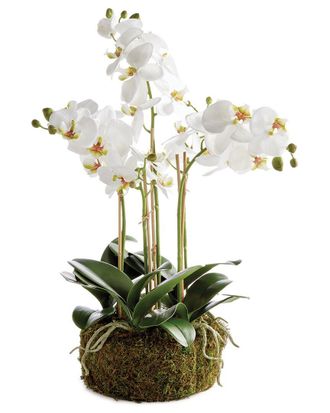 Napa Home & Garden Phalaenopsis Orchid Bowl Drop-In