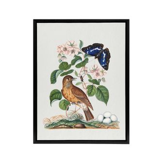 Artery8 Spotted Flycatcher & Purple Emperor Bolton Black Framed Canvas Art in White | Size: W24 x H32