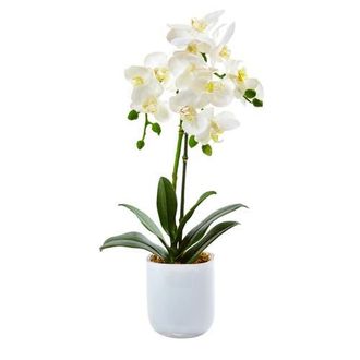 Nearly Natural Phalaenopsis in Frosted Glass in White at Nordstrom
