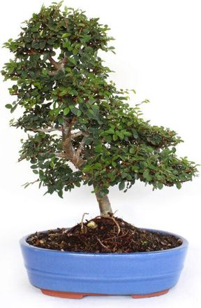 Kentis Bonsai Zelkova sp. - Bonsai Olmo Giapponese - h 40-50 cm Vaso in Ceramica &oslash; 26 cm