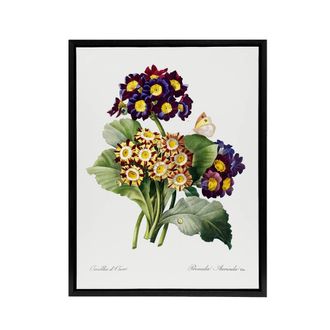 Artery8 Primrose Flowers Floral Redoute Vintage Black Framed Canvas Wall Art in White | Size: W24 x H32