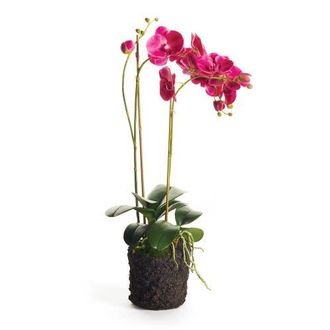 Napa Home & Garden Phalaenopsis X 2 Drop-In 29 in Pink at Nordstrom