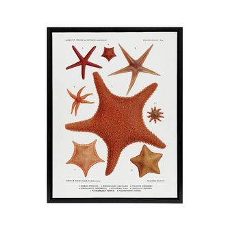 Artery8 Starfish Varieties Marine Life Albert I Framed Canvas Wall Art Print in White | Size: W24 x H32