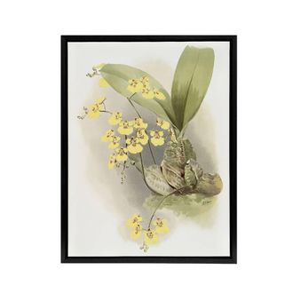 Artery8 Frederick Sander Turtle Shell Orchid Flowers Framed Canvas Art Print | Size: W24 x H32