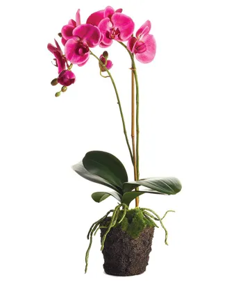 Napa Home & Garden Dnu/Inactive Napa Home & Garden 23In Phalaenopsis Drop-In