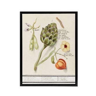 Artery8 Artichoke Broad beans & Groundcherry de Boodt Framed Canvas Wall Art in White | Size: W24 x H32