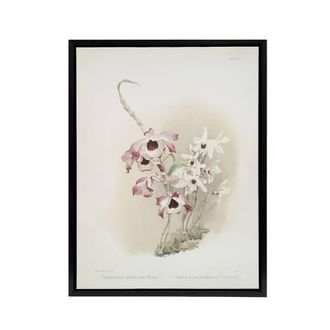 Artery8 Frederick Sander Dendrobium Venus & Cassiope Orchid Framed Canvas Art | Size: W24 x H32