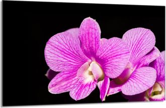 OEM Placa Protectora De Vidrio Para La Estufa 80x52 Orchidea