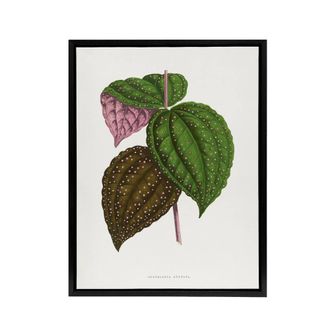 Artery8 AF Lydon Benjamin Fawcett Bertolonia Guttata Leaves Framed Canvas Art in White | Size: W24 x H32