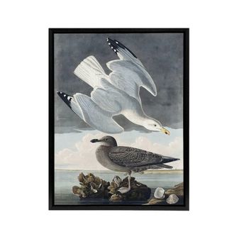 Artery8 Birds of America Herring Gull Audubon Nature Black Framed Canvas Art in Grey | Size: W24 x H32