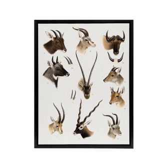 Artery8 Bovidae Animals Vintage Illustration Lydekker Framed Canvas Wall Art in White | Size: W24 x H32