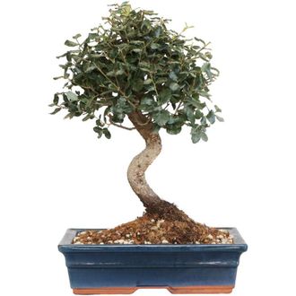 Kentis Bonsai di Sughera Quercus Suber - Bonsai Quercia da Sughero - h 40-50 cm Vaso &oslash; 30 cm
