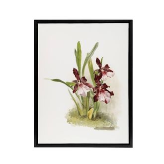 Artery8 Frederick Sander Miltonia Moreliana Orchid Flowers Framed Canvas Art | Size: W24 x H32