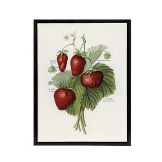 Artery8 Vintage Fruit Illustration of Strawberries Wright Framed Canvas Art in White | Size: W24 x H32