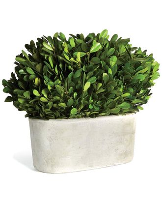 Napa Home & Garden Boxwood Bush in Oval Potin
