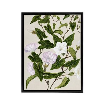 Artery8 New Zealand Bindweed Wildflowers Featon Framed Canvas Wall Art Print in Beige | Size: W24 x H32
