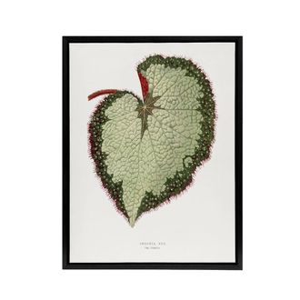 Artery8 AF Lydon B Fawcett Begonia Rex Grandis Variety Leaf Framed Canvas Art in White | Size: W24 x H32