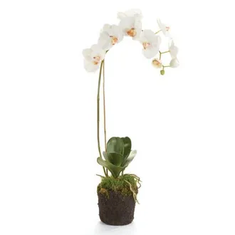 Napa Home & Garden Phalaenopsis Orchid Faux (Fake) Drop-In 26 in White at Nordstrom