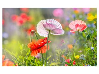 Schubiger M&ouml;bel Digitaldruck auf Acrylglas Mohnblumen 4