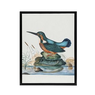 Artery8 Common Kingfisher Vintage Illustration Bolton Framed Canvas Wall Art | Size: W24 x H32