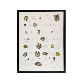 Artery8 James De Kay Seashells Study Illustration Framed Canvas Wall Art Print in White | Size: W24 x H32