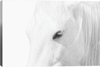 iCanvas Icanvas White Horse By Marco Carmassi Wall Art