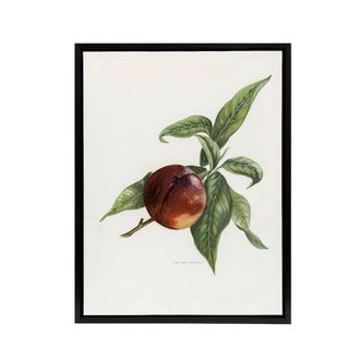 Artery8 Vintage Artwork of Pine Apple Nectarine Wright Framed Canvas Wall Art in White | Size: W24 x H32