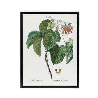 Artery8 Acer Tataricum Botanical Redoute Vintage Black Framed Canvas Wall Art in White | Size: W24 x H32