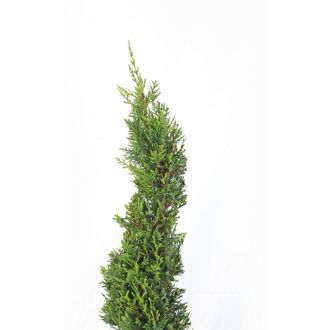 Kentis Kentis - Cipresso a Spirale - Cupressocyparis Leylandii - h 140-160 cm Vaso &oslash; 30 cm