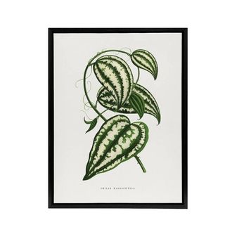 Artery8 AF Lydon Benjamin Fawcett Smilax Macrophylla Vine Framed Canvas Art in White | Size: W24 x H32