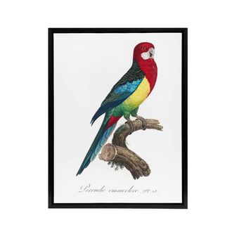 Artery8 The Eastern Rosella Parrot Levaillant Framed Canvas Wall Art Print in White | Size: W24 x H32