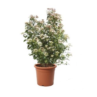 Kentis Kentis - Viburnum Tinus Eve Price - Pianta di Viburno - Piante Vere da Esterno Sempreverdi Resistenti - Pianta da Siepe - h 100-125 cm Vaso &oslash; 30 cm