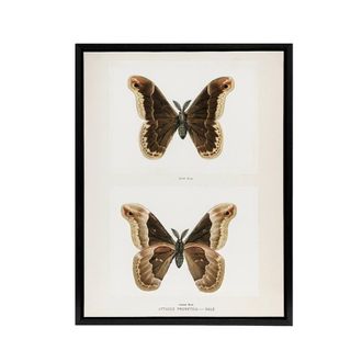 Artery8 Promethea Silkmoth Male Sherman Denton Framed Canvas Wall Art Print in White | Size: W24 x H32