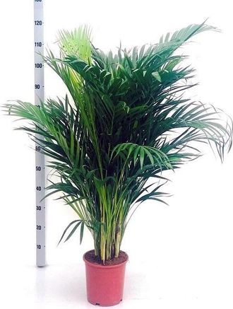 OEM Planta Natural Palmera Dypsis Lutescens. 120 Cm