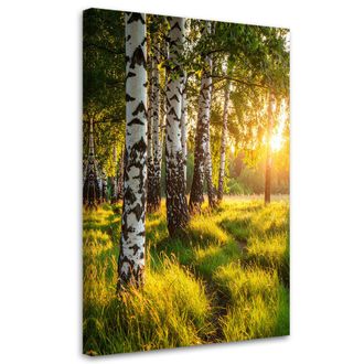 Feeby Cuadro Sobre Lienzo, Bosque De Abedules Naturaleza Paisaje, 80x120