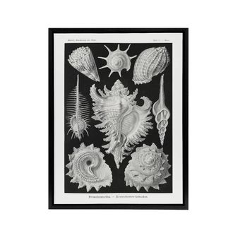 Artery8 Sea Snail Shells Haeckel Botanical Black Framed Canvas Wall Art in White | Size: W24 x H32