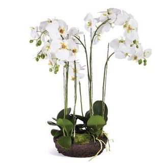 Napa Home & Garden Phalaenopsis Bowl Drop-In 31.5 in White at Nordstrom