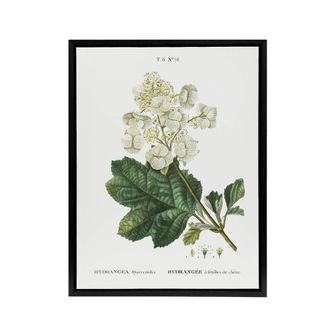 Artery8 Oakleaf Hydrangea Flowers Redoute Vintage Black Framed Canvas Wall Art in White | Size: W24 x H32