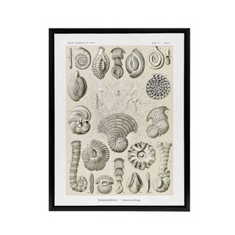 Artery8 Thalamophora Vintage Marine Life Haeckel Black Framed Canvas Wall Art in Beige | Size: W24 x H32