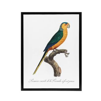 Artery8 The Yellow Fronted Parakeet Levaillant Framed Canvas Wall Art Print in White | Size: W24 x H32