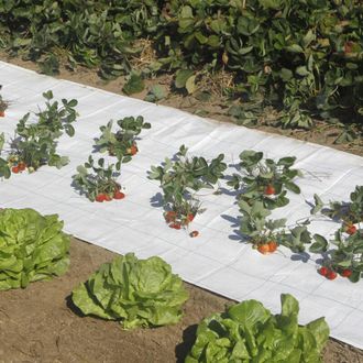 Nortene Nortene - Malla Antihierbas Groundsol 120 G Blanco 2.1x100 M